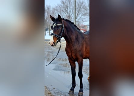 Plus de poneys/petits chevaux, Hongre, 5 Ans, 145 cm, Bai brun