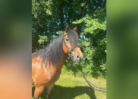 Plus de poneys/petits chevaux, Hongre, 5 Ans, 148 cm
