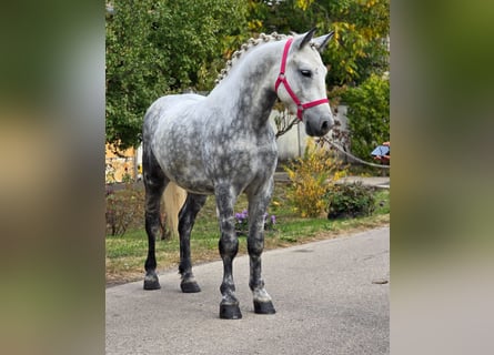 Plus de poneys/petits chevaux, Hongre, 5 Ans, 149 cm, Gris