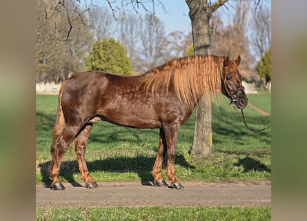 Plus de poneys/petits chevaux, Hongre, 5 Ans, 150 cm, Bai