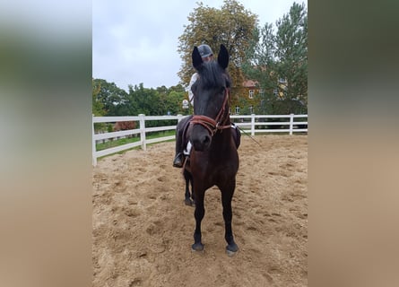 Plus de poneys/petits chevaux, Hongre, 5 Ans, 156 cm, Noir