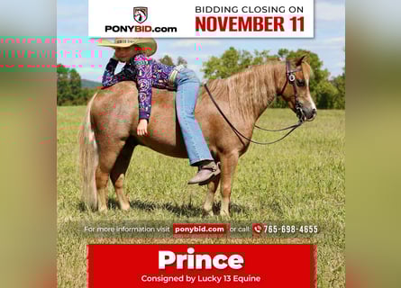 Plus de poneys/petits chevaux, Hongre, 6 Ans, 102 cm, Rouan Rouge