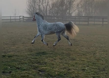 Plus de poneys/petits chevaux, Hongre, 6 Ans, 127 cm, Gris