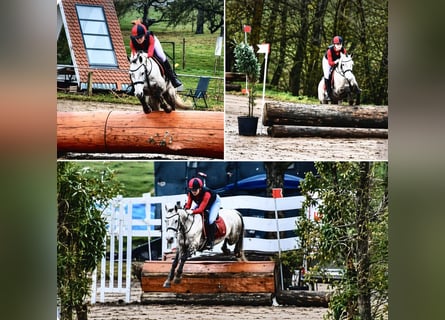 Plus de poneys/petits chevaux, Hongre, 6 Ans, 135 cm, Gris