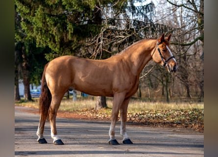 Plus de poneys/petits chevaux, Hongre, 6 Ans, 152 cm, Alezan