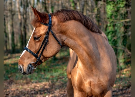 Plus de poneys/petits chevaux, Hongre, 6 Ans, 152 cm, Alezan