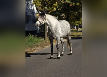 Plus de poneys/petits chevaux, Hongre, 6 Ans, 152 cm, Gris pommelé