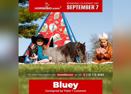 Plus de poneys/petits chevaux, Hongre, 6 Ans, 97 cm, Rouan Bleu