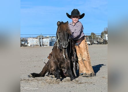 Plus de poneys/petits chevaux, Hongre, 6 Ans, 99 cm, Bai