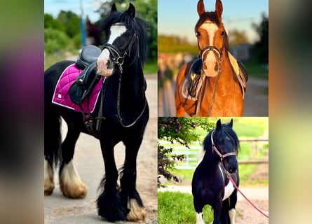 Plus de poneys/petits chevaux, Hongre, 6 Ans, Noir