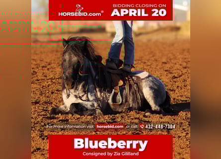 Plus de poneys/petits chevaux, Hongre, 7 Ans, 107 cm, Rouan Bleu