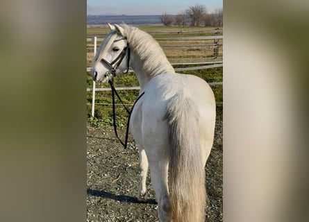 Plus de poneys/petits chevaux, Hongre, 7 Ans, 120 cm, Gris
