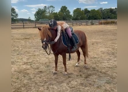 Plus de poneys/petits chevaux, Hongre, 7 Ans, 125 cm, Alezan