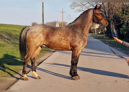 Plus de poneys/petits chevaux, Hongre, 7 Ans, 149 cm, Rouan Rouge