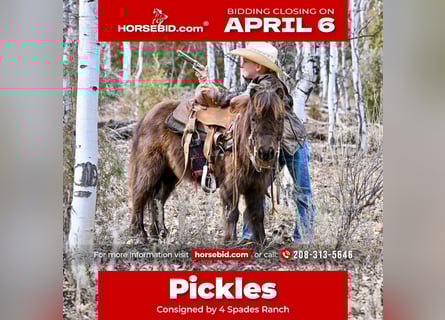 Plus de poneys/petits chevaux, Hongre, 7 Ans, 86 cm, Bai