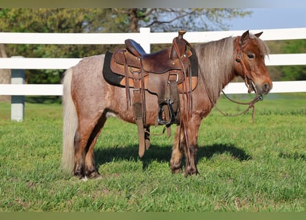Plus de poneys/petits chevaux, Hongre, 7 Ans, 91 cm, Rouan Rouge