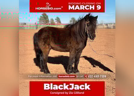 Plus de poneys/petits chevaux, Hongre, 7 Ans, 97 cm, Noir