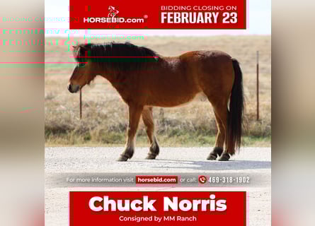 Plus de poneys/petits chevaux, Hongre, 8 Ans, 112 cm, Bai cerise