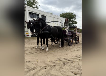 Plus de poneys/petits chevaux, Hongre, 8 Ans, 120 cm, Noir