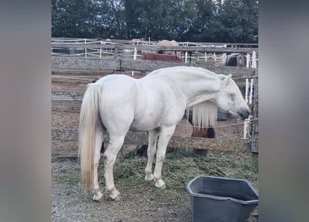 Plus de poneys/petits chevaux, Hongre, 8 Ans, 125 cm, Gris
