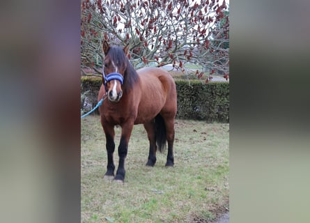 Plus de poneys/petits chevaux, Hongre, 8 Ans, 142 cm, Bai