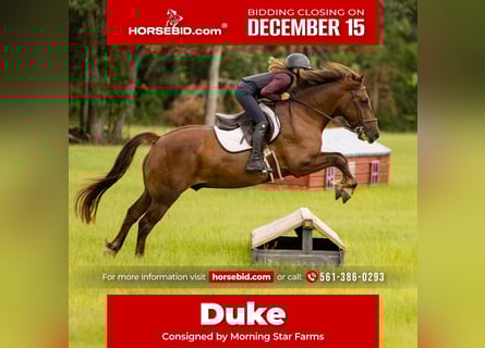 Plus de poneys/petits chevaux, Hongre, 8 Ans, 147 cm, Alezan cuivré