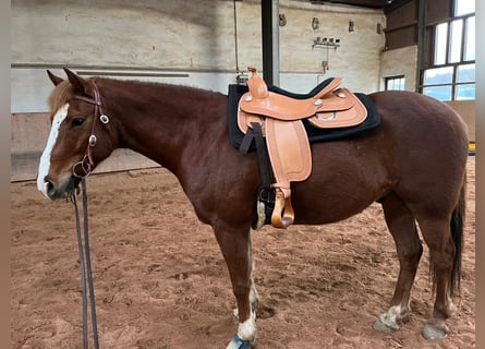 Plus de poneys/petits chevaux, Hongre, 8 Ans, 150 cm, Alezan