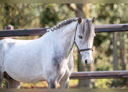 Plus de poneys/petits chevaux, Hongre, 9 Ans, 118 cm