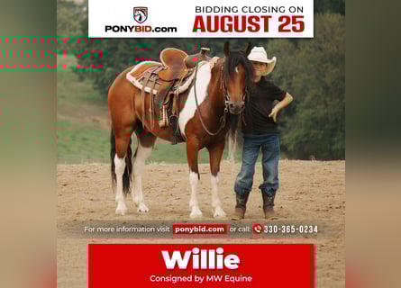 Plus de poneys/petits chevaux, Hongre, 9 Ans, 122 cm, Pinto