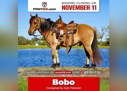 Plus de poneys/petits chevaux, Hongre, 9 Ans, 130 cm, Isabelle