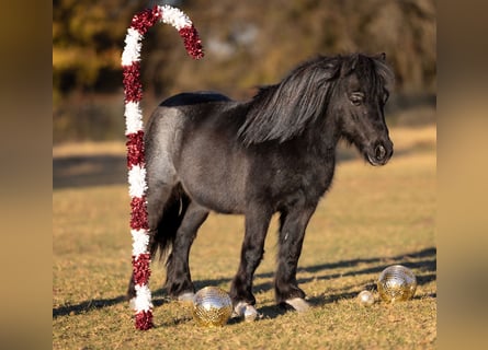 Plus de poneys/petits chevaux, Hongre, 9 Ans, 91 cm, Rouan Bleu