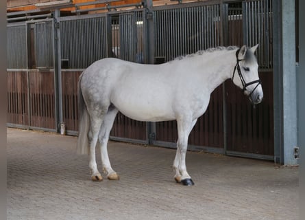 Plus de poneys/petits chevaux, Jument, 10 Ans, 147 cm, Gris