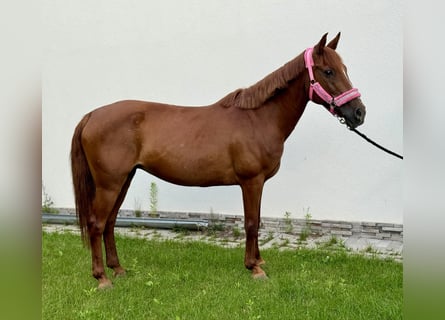 Plus de poneys/petits chevaux Croisé, Jument, 11 Ans, 145 cm, Alezan