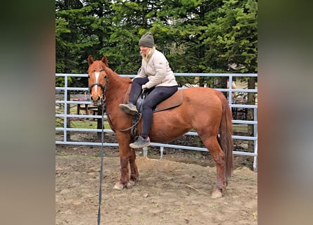 Plus de poneys/petits chevaux Croisé, Jument, 11 Ans, 145 cm, Alezan