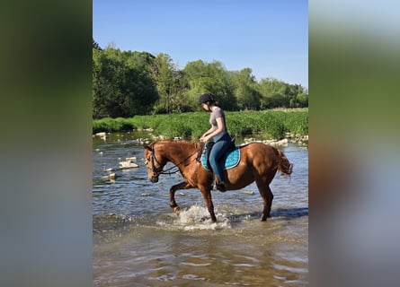 Plus de poneys/petits chevaux Croisé, Jument, 11 Ans, 145 cm, Alezan