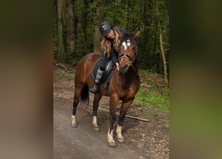 Plus de poneys/petits chevaux, Jument, 11 Ans, 145 cm, Bai