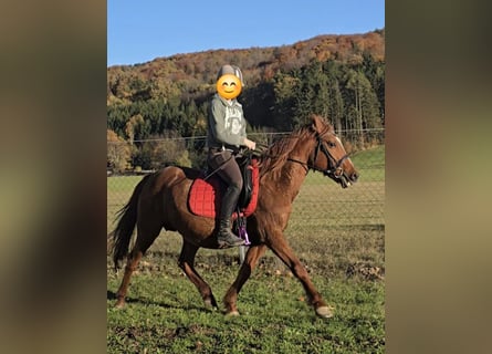 Plus de poneys/petits chevaux Croisé, Jument, 11 Ans, 148 cm, Alezan