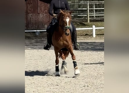 Plus de poneys/petits chevaux, Jument, 12 Ans, 148 cm, Alezan brûlé