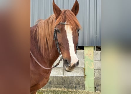 Plus de poneys/petits chevaux, Jument, 12 Ans, 152 cm, Alezan