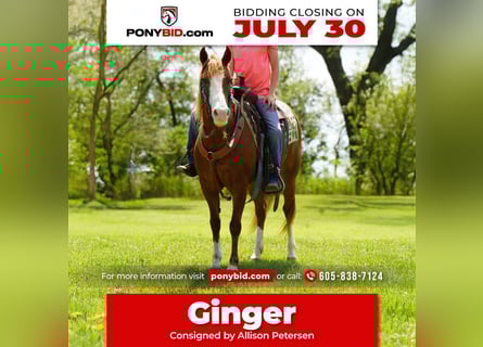 Plus de poneys/petits chevaux, Jument, 13 Ans, 132 cm, Alezan cuivré