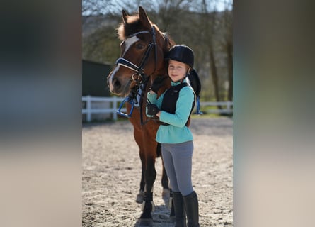 Plus de poneys/petits chevaux, Jument, 13 Ans, 143 cm, Bai
