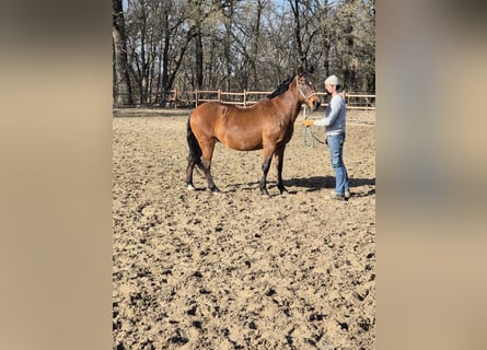 Plus de poneys/petits chevaux, Jument, 13 Ans, 152 cm, Bai