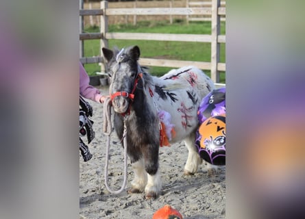 Plus de poneys/petits chevaux, Jument, 13 Ans, 85 cm, Pinto