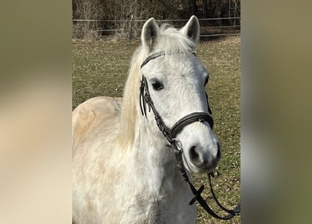 Plus de poneys/petits chevaux, Jument, 15 Ans, 120 cm, Gris