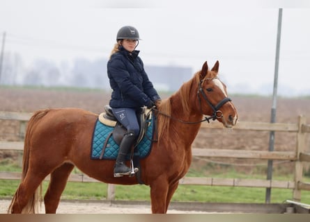 Plus de poneys/petits chevaux, Jument, 16 Ans, 153 cm, Alezan brûlé