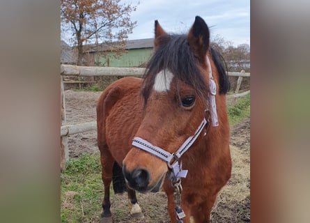 Plus de poneys/petits chevaux Croisé, Jument, 21 Ans, 122 cm, Bai
