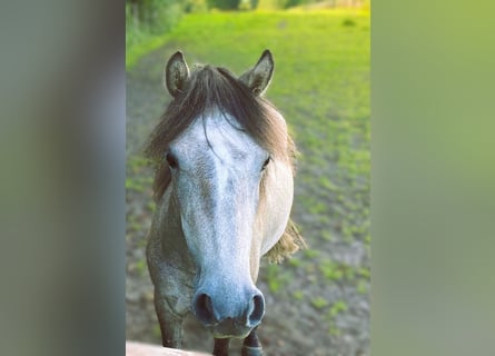 Plus de poneys/petits chevaux, Jument, 3 Ans, 120 cm, Gris (bai-dun)