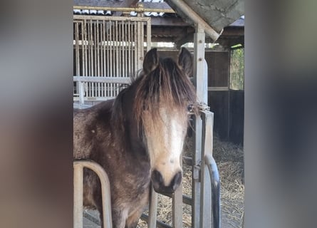 Plus de poneys/petits chevaux, Jument, 3 Ans, 144 cm, Gris (bai-dun)