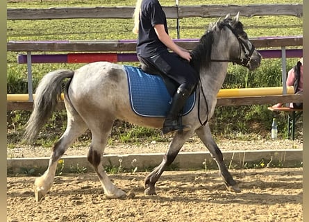 Plus de poneys/petits chevaux, Jument, 4 Ans, 125 cm, Gris