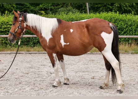 Plus de poneys/petits chevaux, Jument, 4 Ans, 135 cm, Pinto